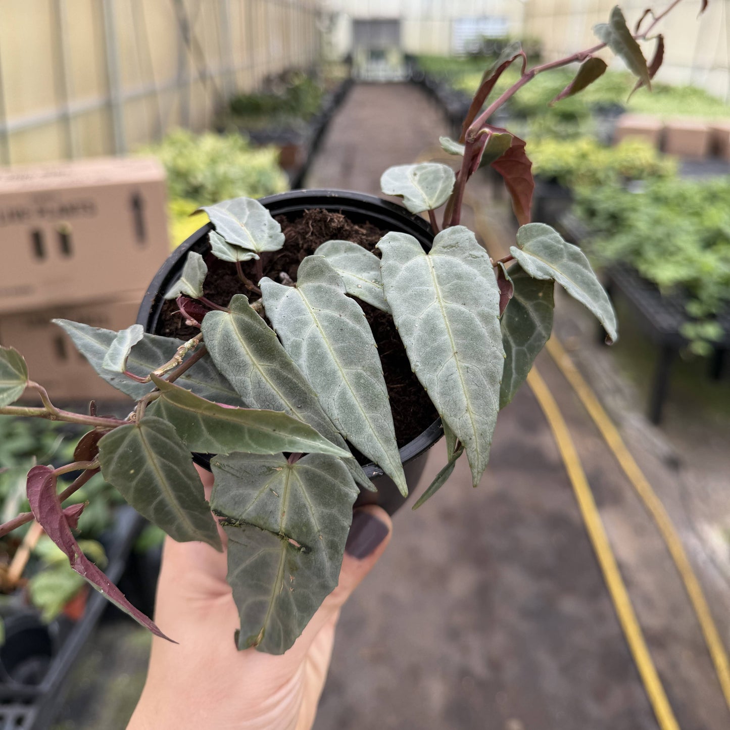 4" Jungle Vine - Cissus Amazonica