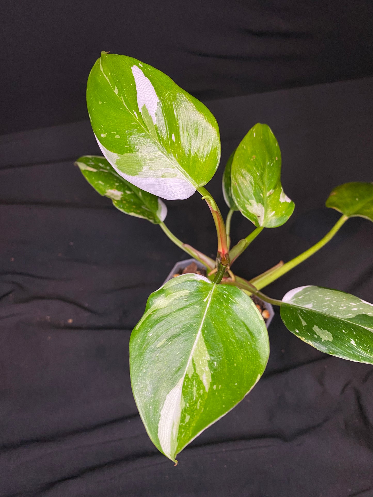 3” Philodendron White Princess