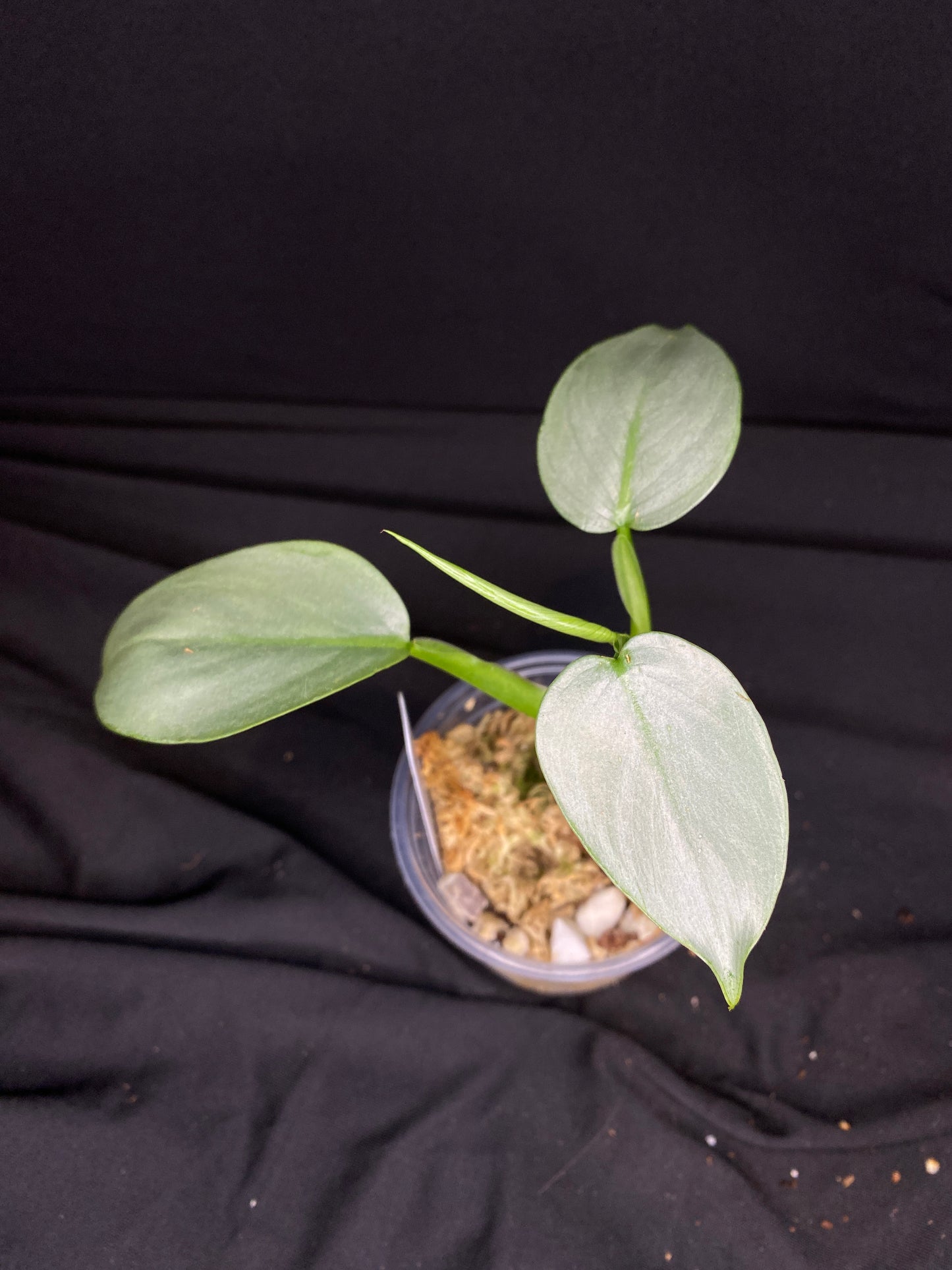 3” Philodendron ‘Silver Sword’