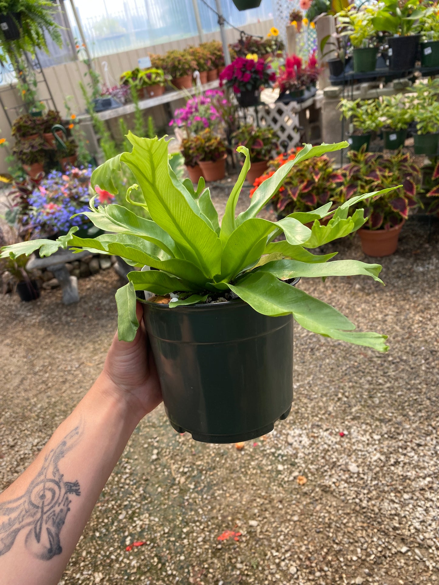 6” Bird’s Nest Fern
