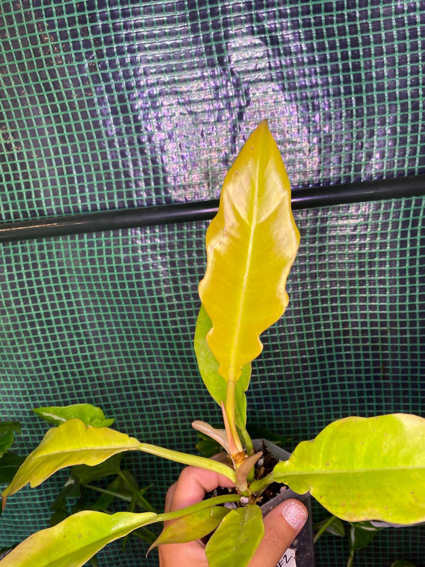 3” Philodendron ‘Gold Ring of Fire’