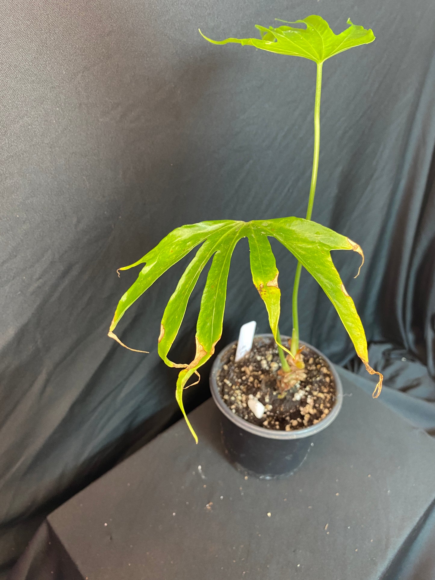 Anthurium ‘Fingers’ (Pedato ‘radiatum’)