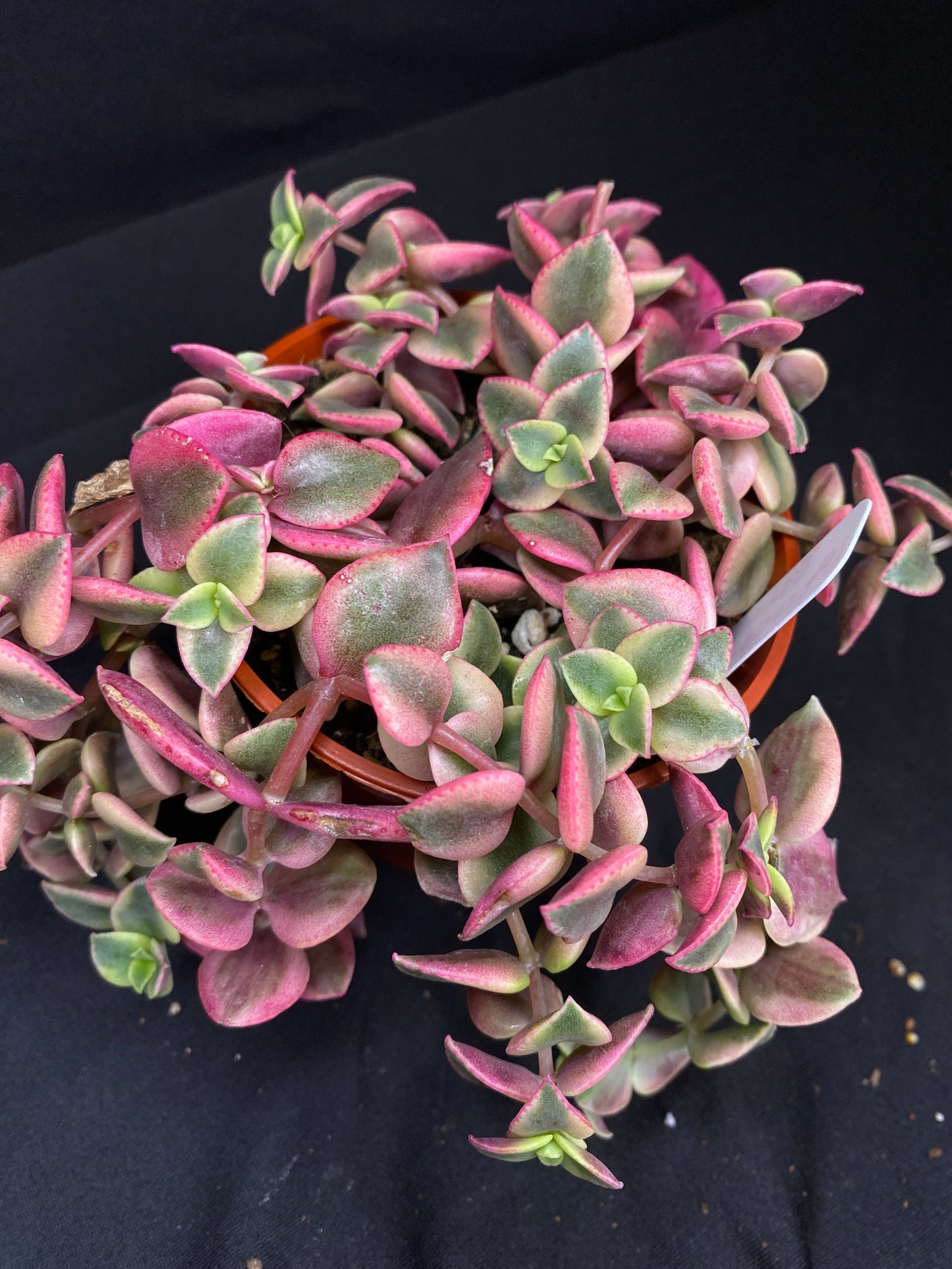 3” Crassula ‘Calico Kitten’