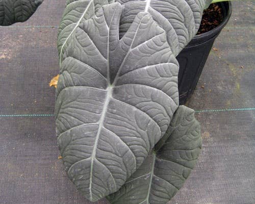 3-4” Alocasia Maharani