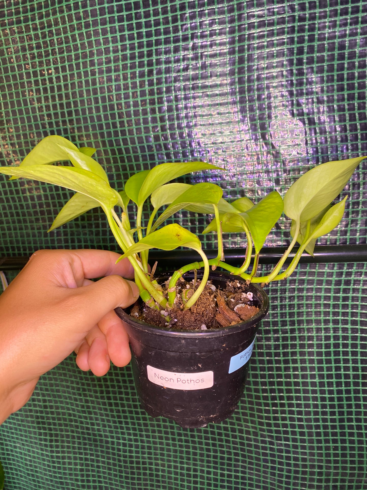 4” Neon Pothos