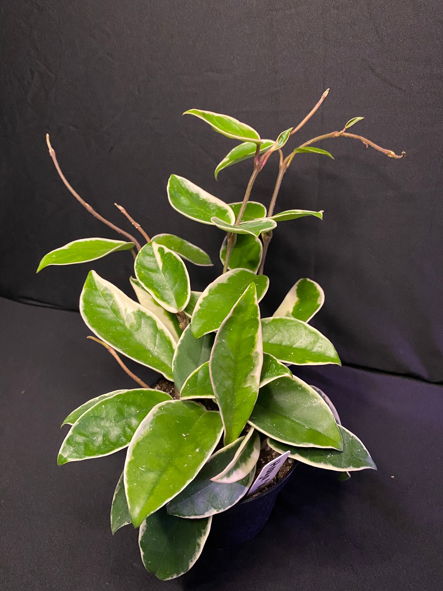 4” Hoya ‘Krimson Queen’