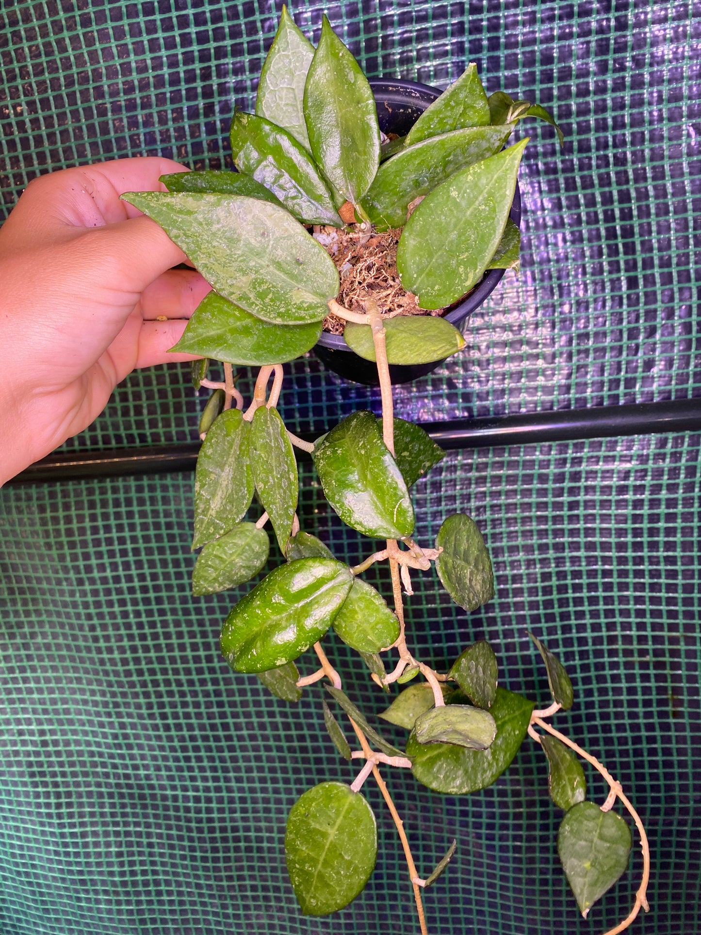 4” Hoya ‘Black Margin’