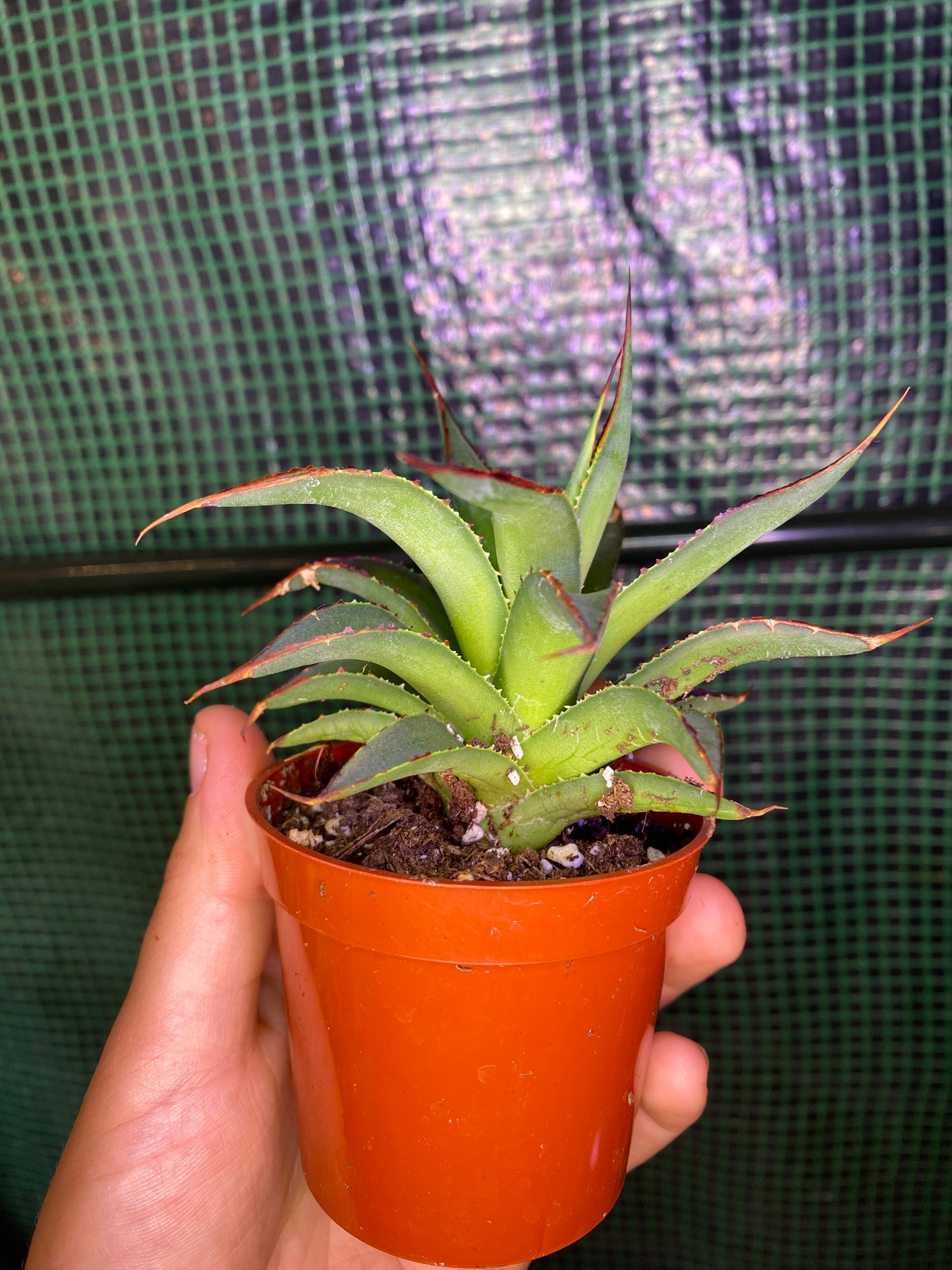 3” Agave ‘Blue Glow’