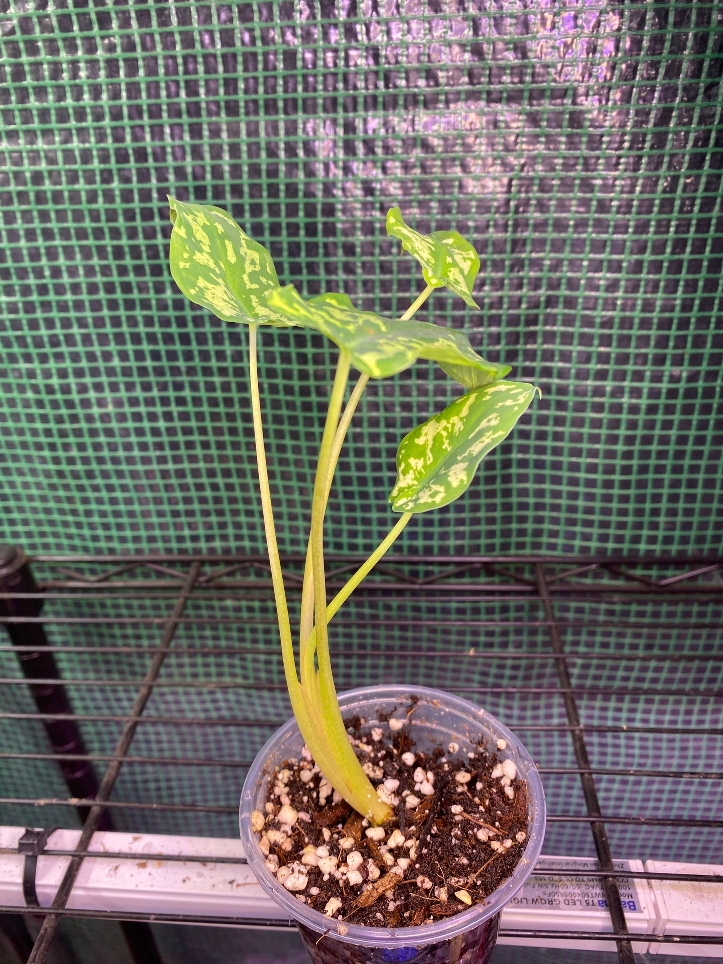3” Caladium Hilo Beauty