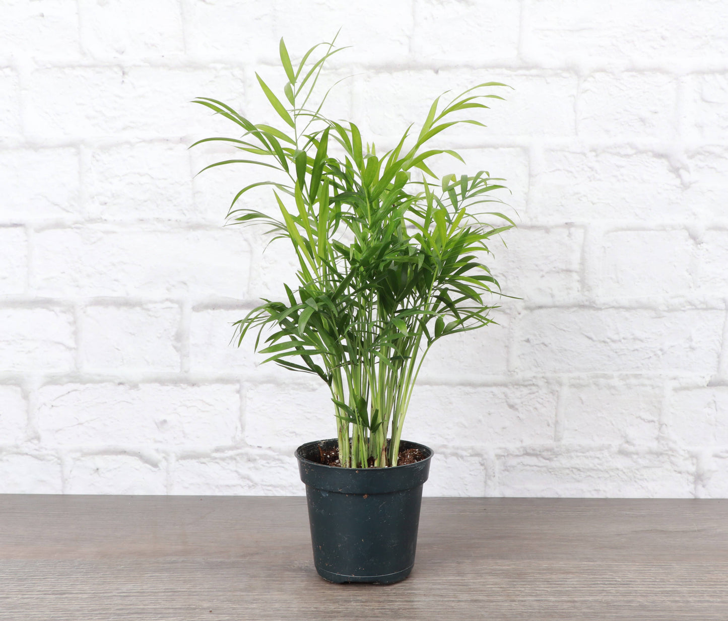 4” Neanthe Bella Palm, Parlor Palm