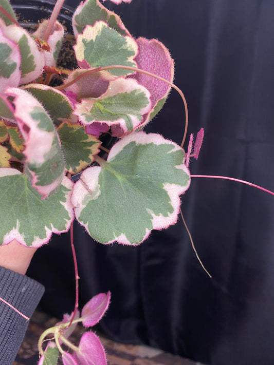 Variegated Strawberry Begonia 4”