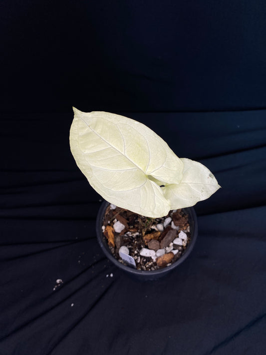 4.5“ Syngonium ‘Batik’ Albo