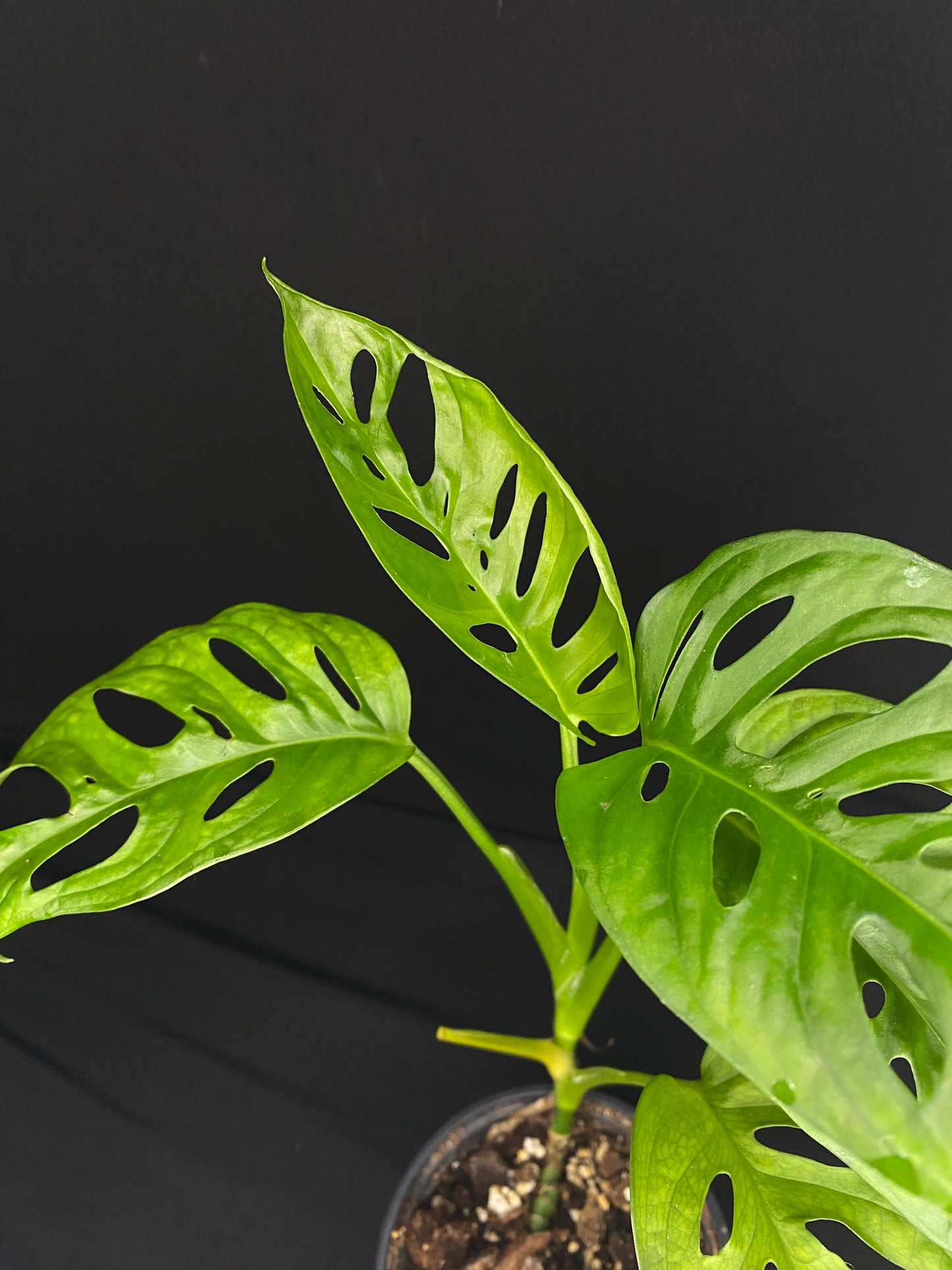 4” Monstera Adansonii WF