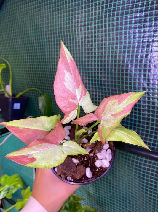 Syngonium Orm Nagpum ‘Pink Salmon’