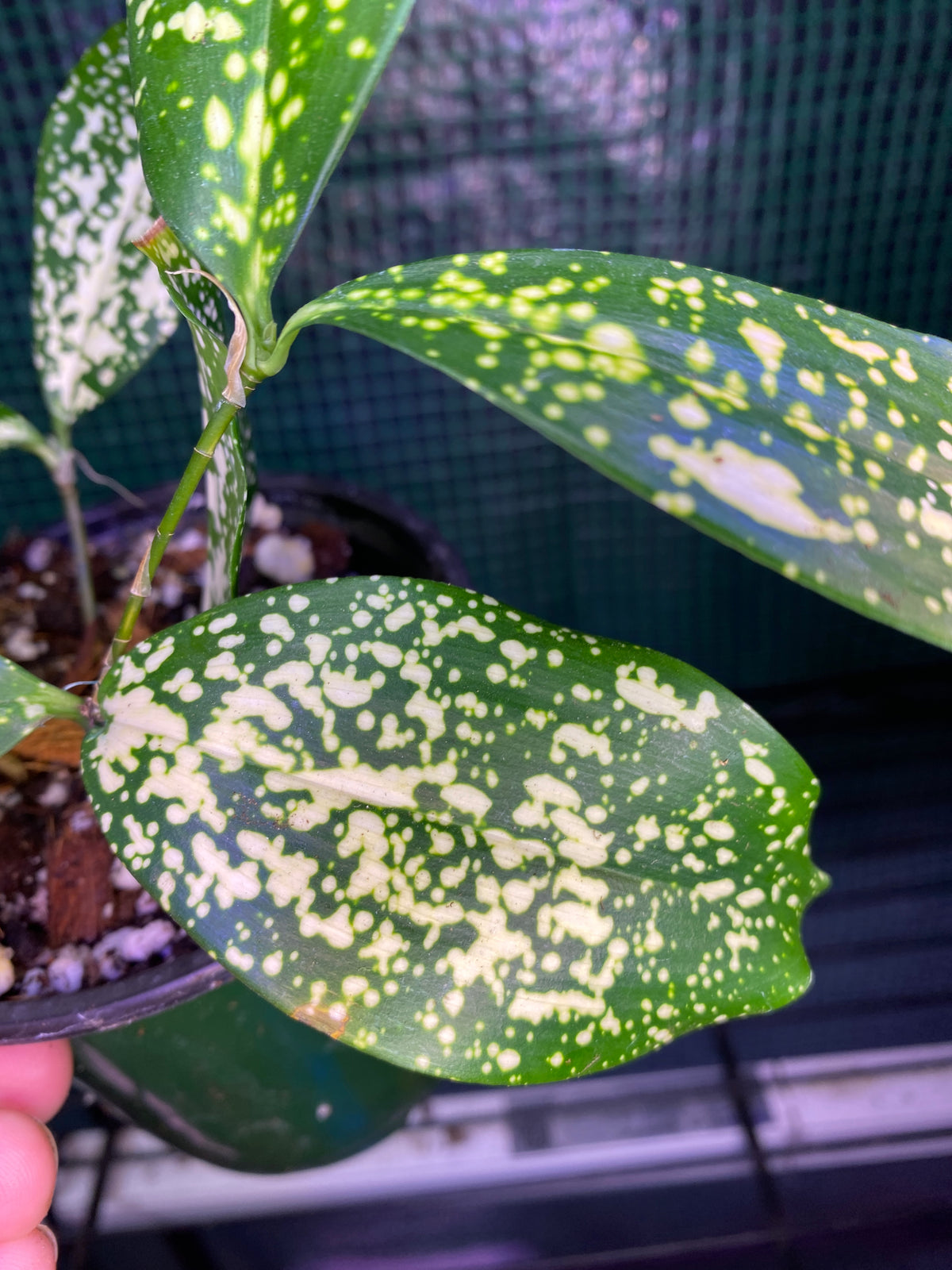 4” Gold Dust Dracaena