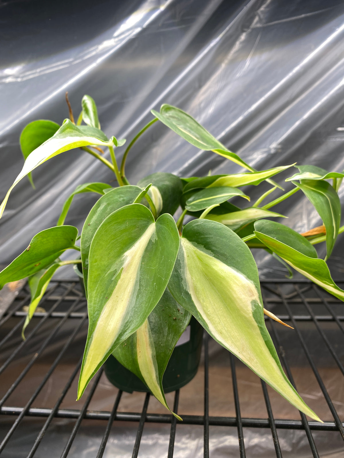 4” Silver Stripe Philodendron