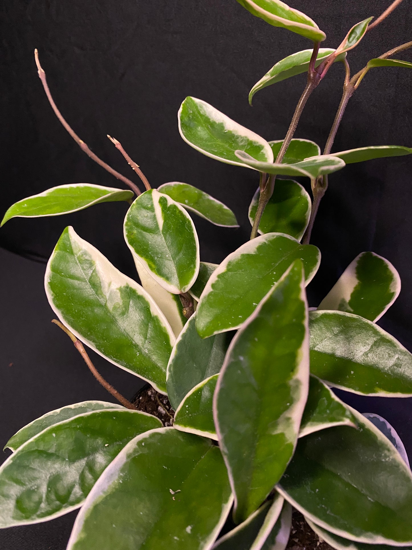 4” Hoya ‘Krimson Queen’