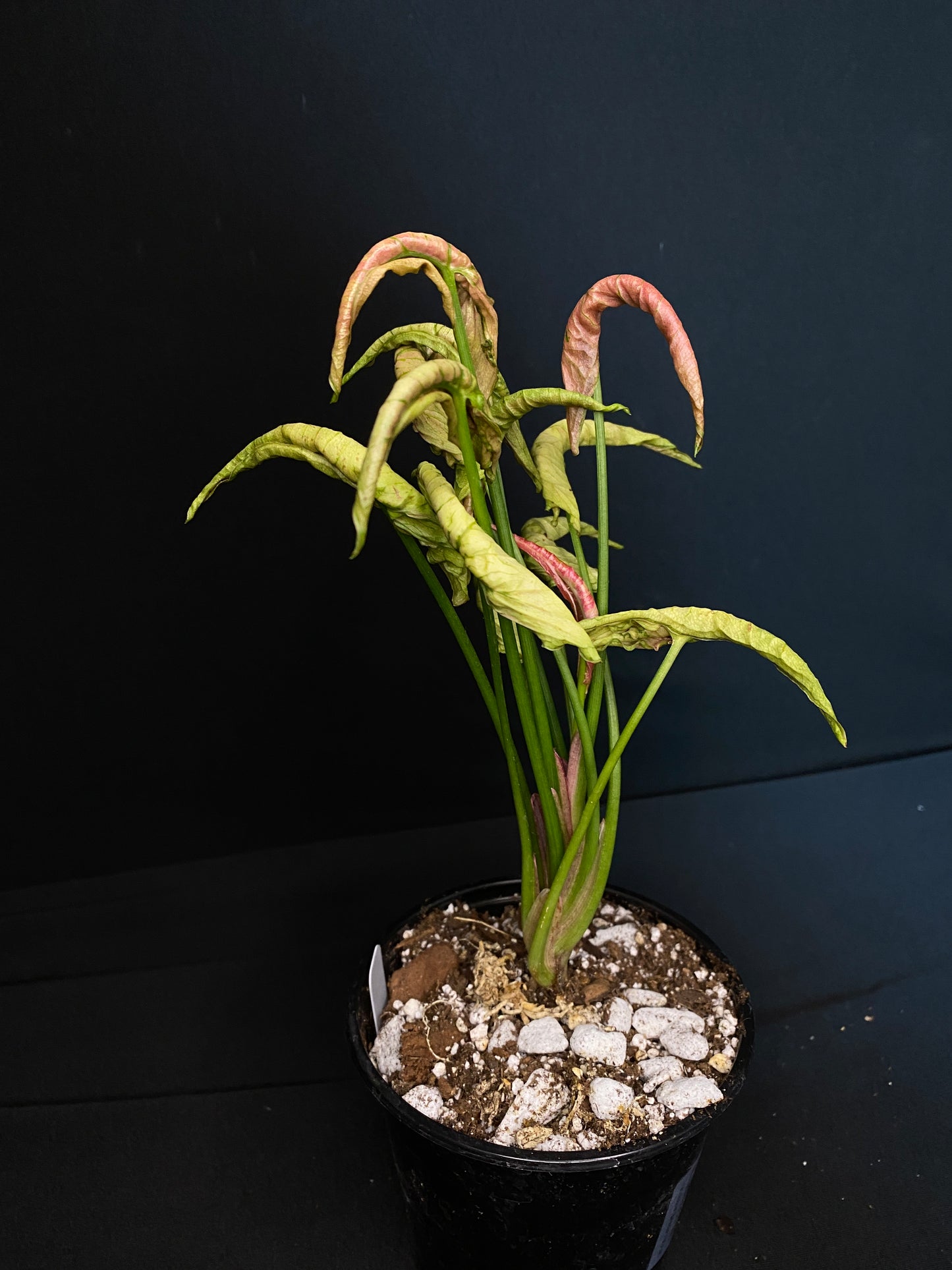 4” Syngonium ‘Pink Rolli’