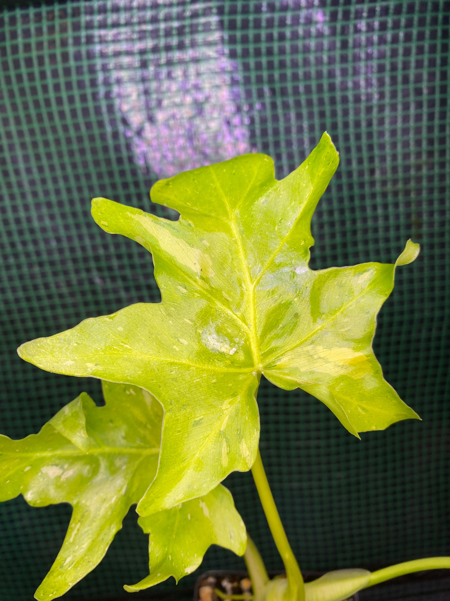 4.5” Variegated Warscewiczii Aurea Flavum Philodendron