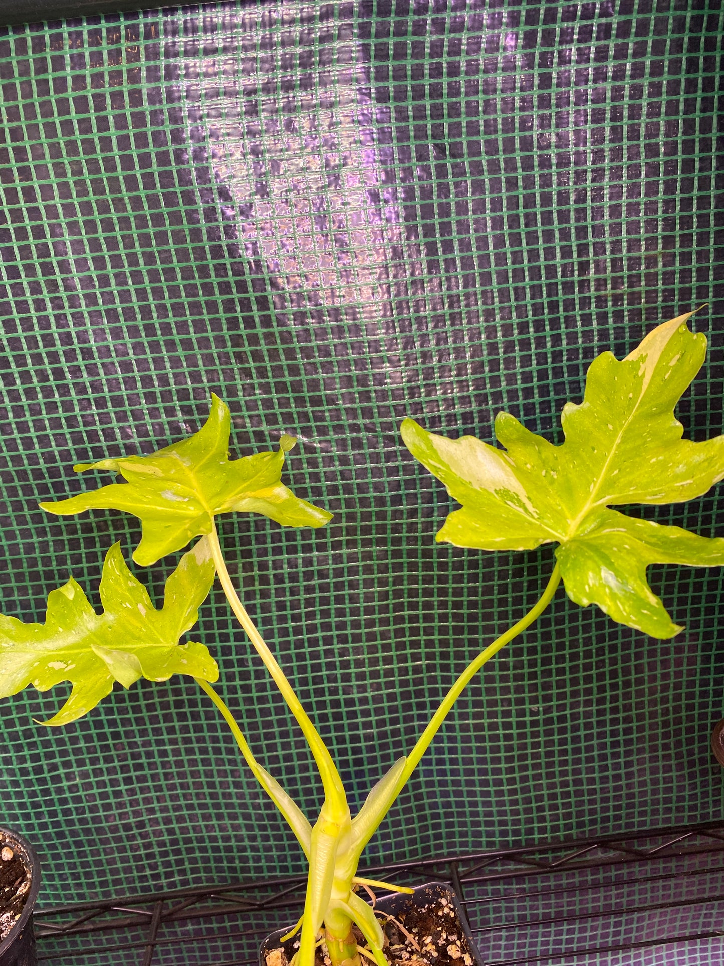 4.5” Variegated Warscewiczii Aurea Flavum Philodendron