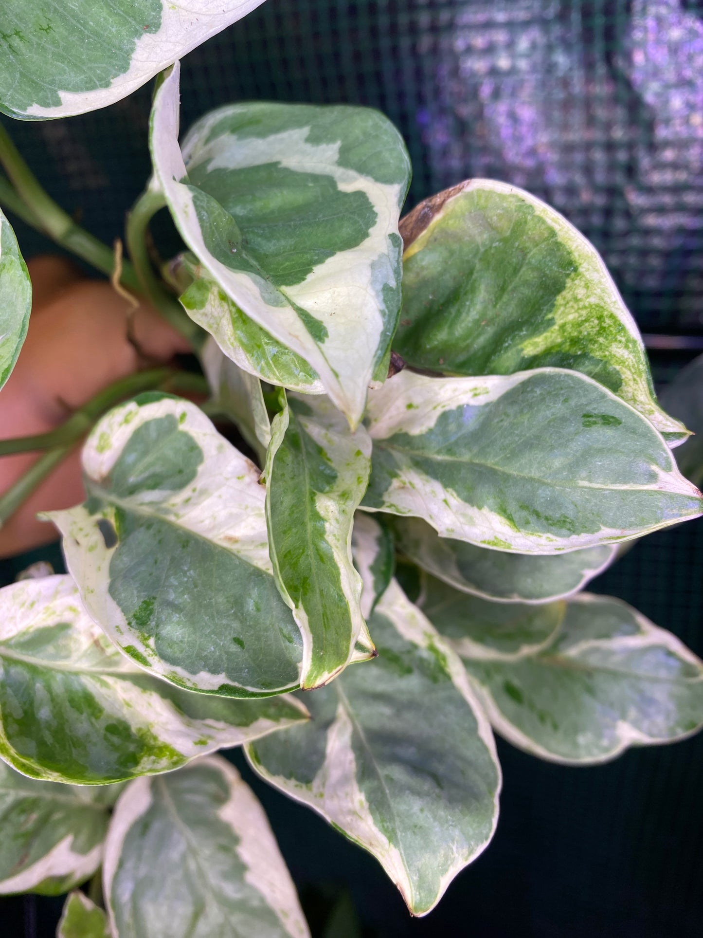 4” Pothos Pearls + Jade