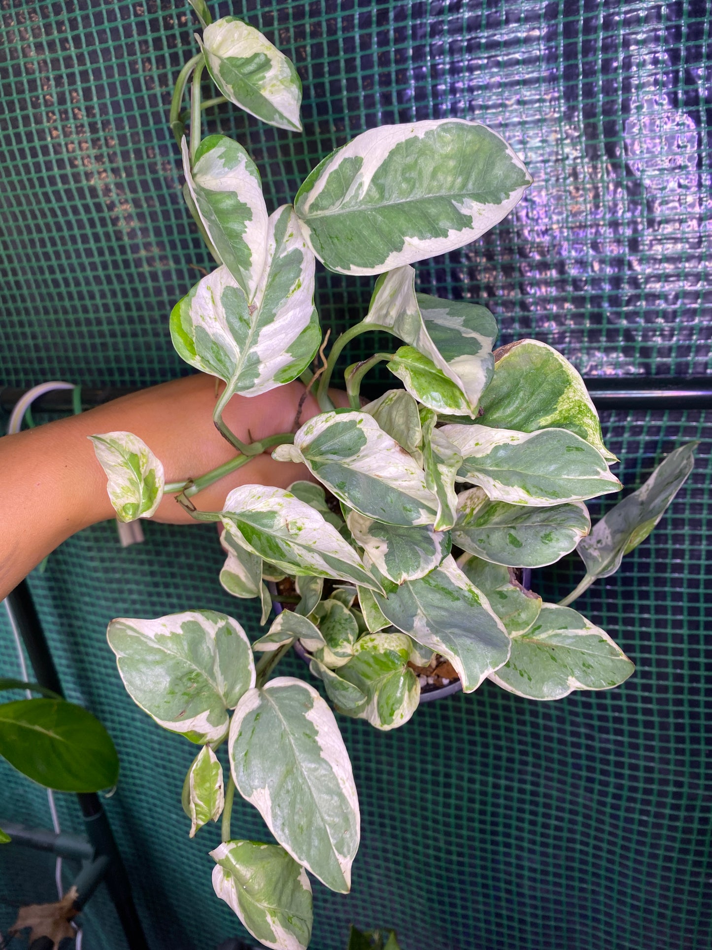 4” Pothos Pearls + Jade