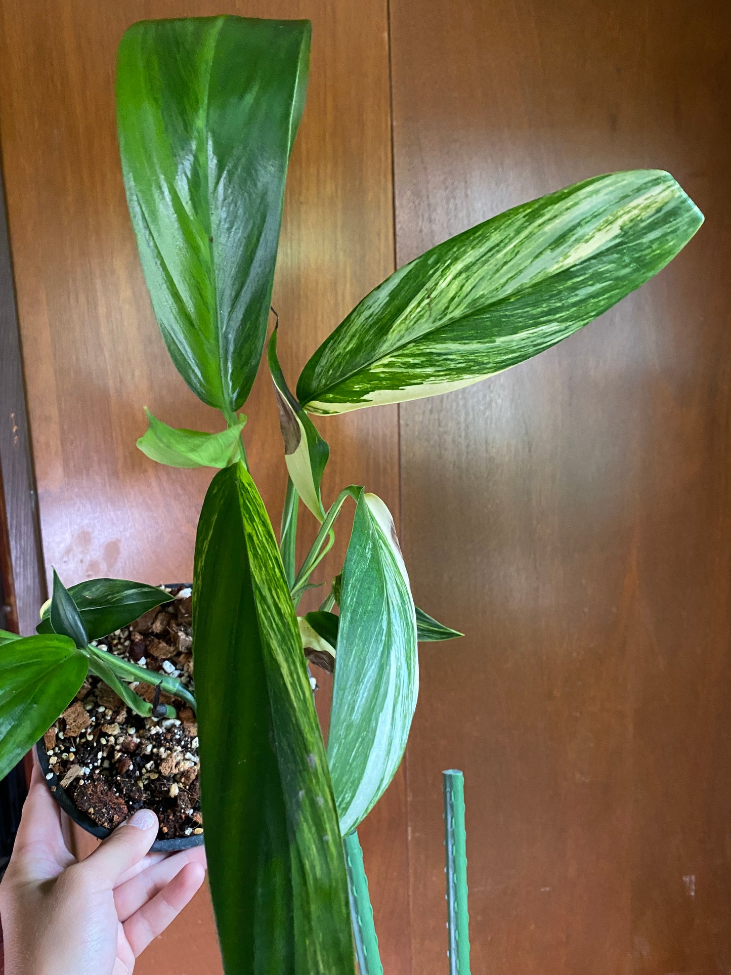 6” Epipremnum Amplissimum Variegated
