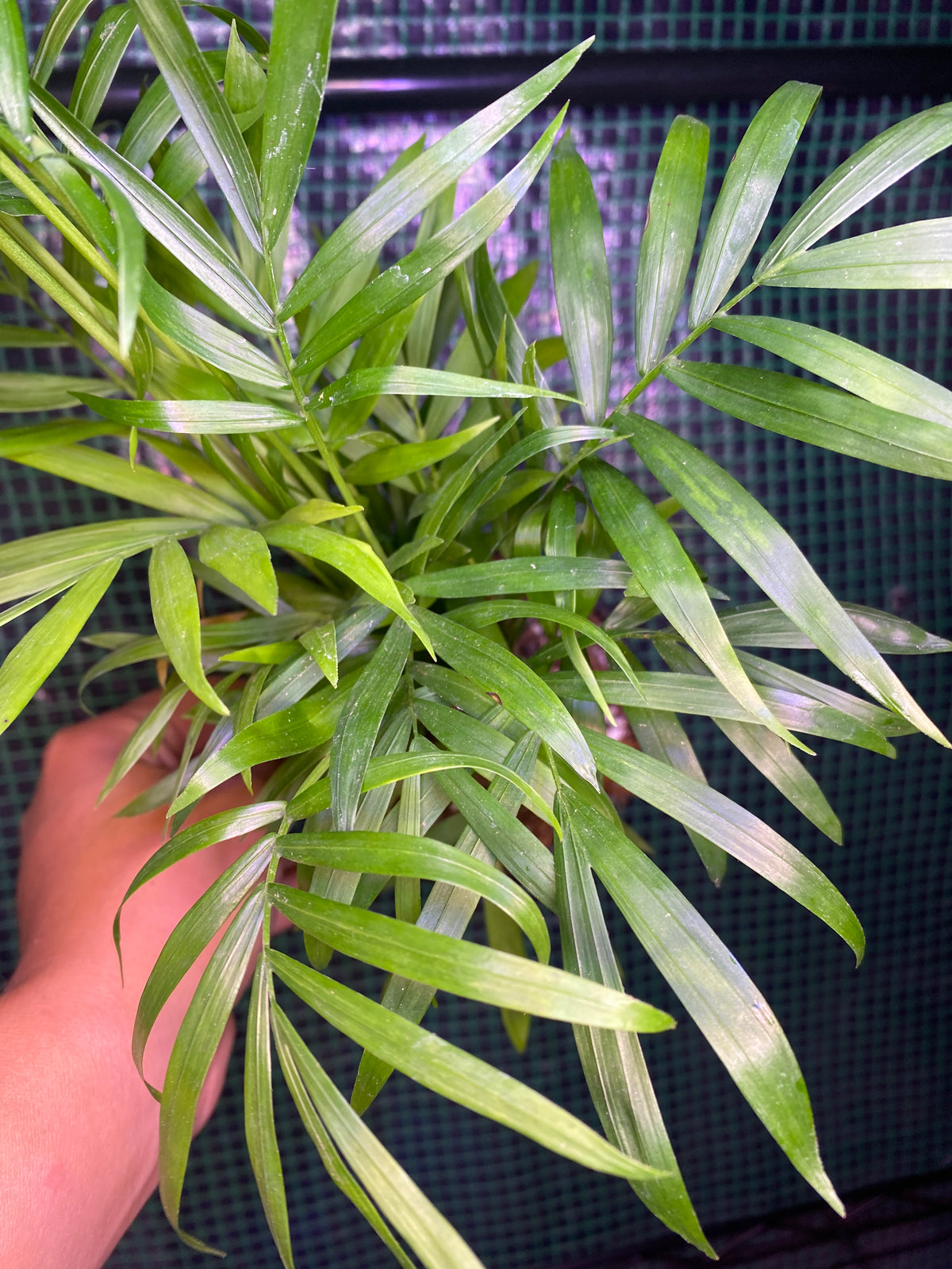 4” Neanthe Bella Palm, Parlor Palm