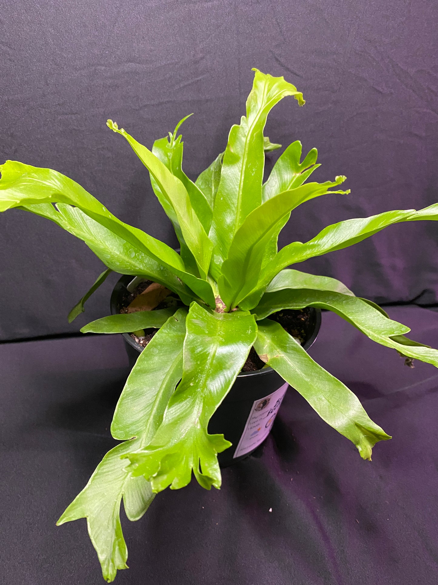 6” Bird’s Nest Fern