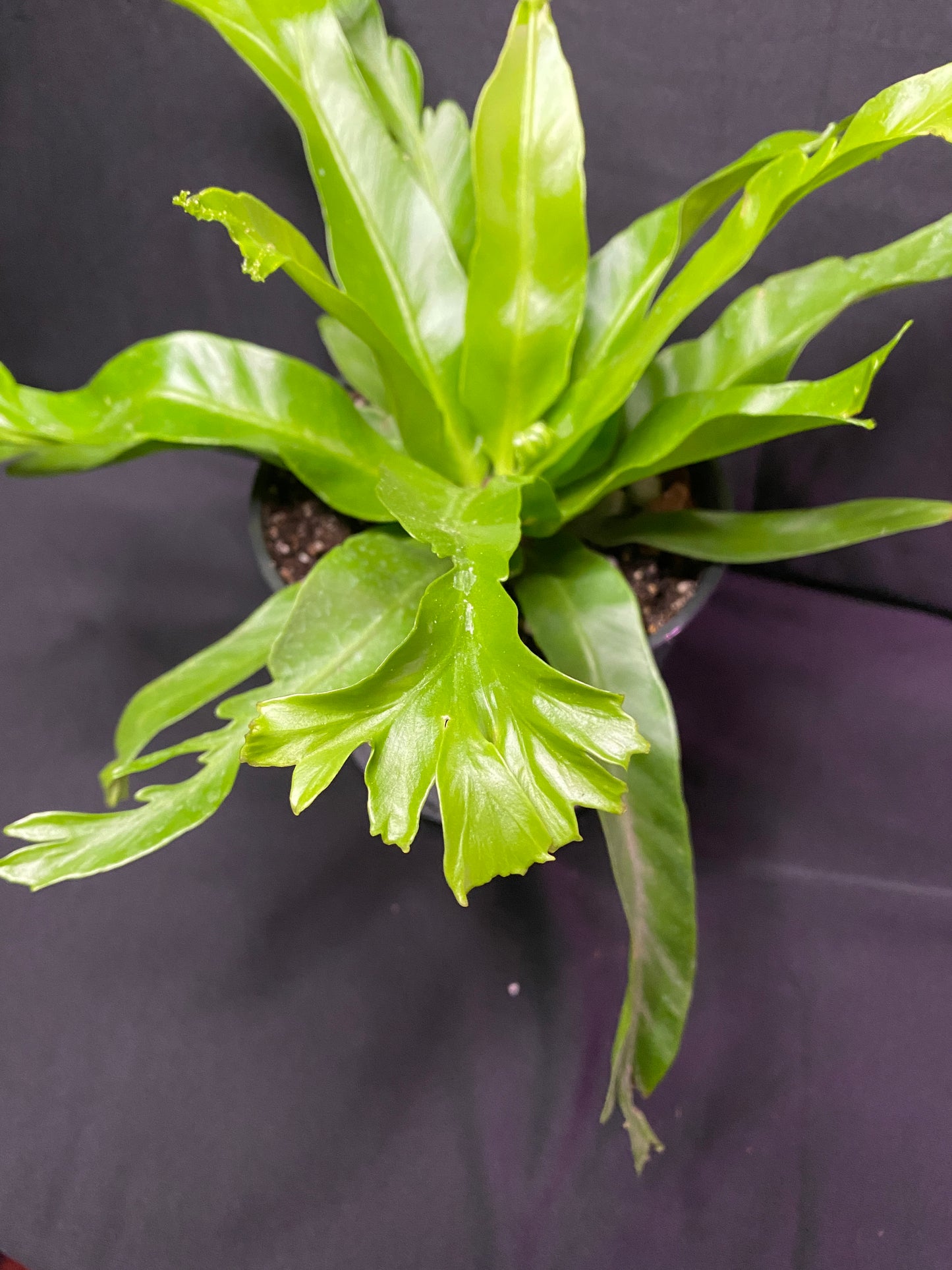 6” Bird’s Nest Fern