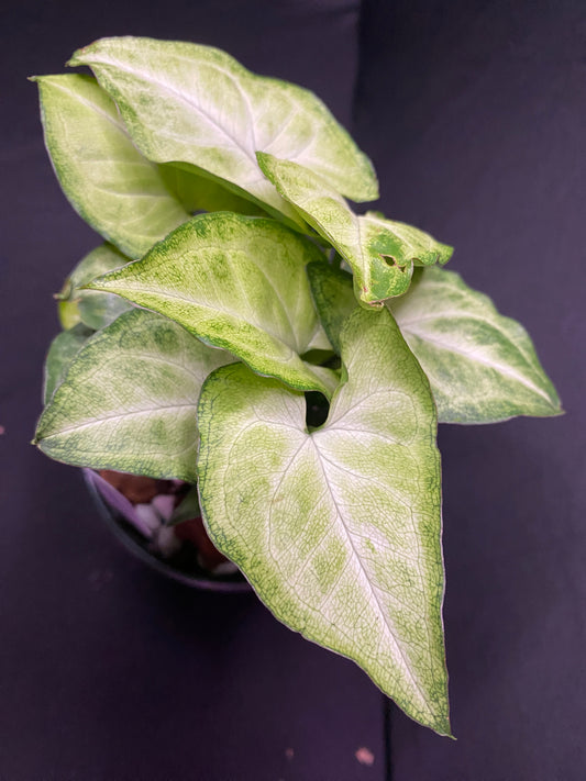 4” Assorted Butterfly Syngonium