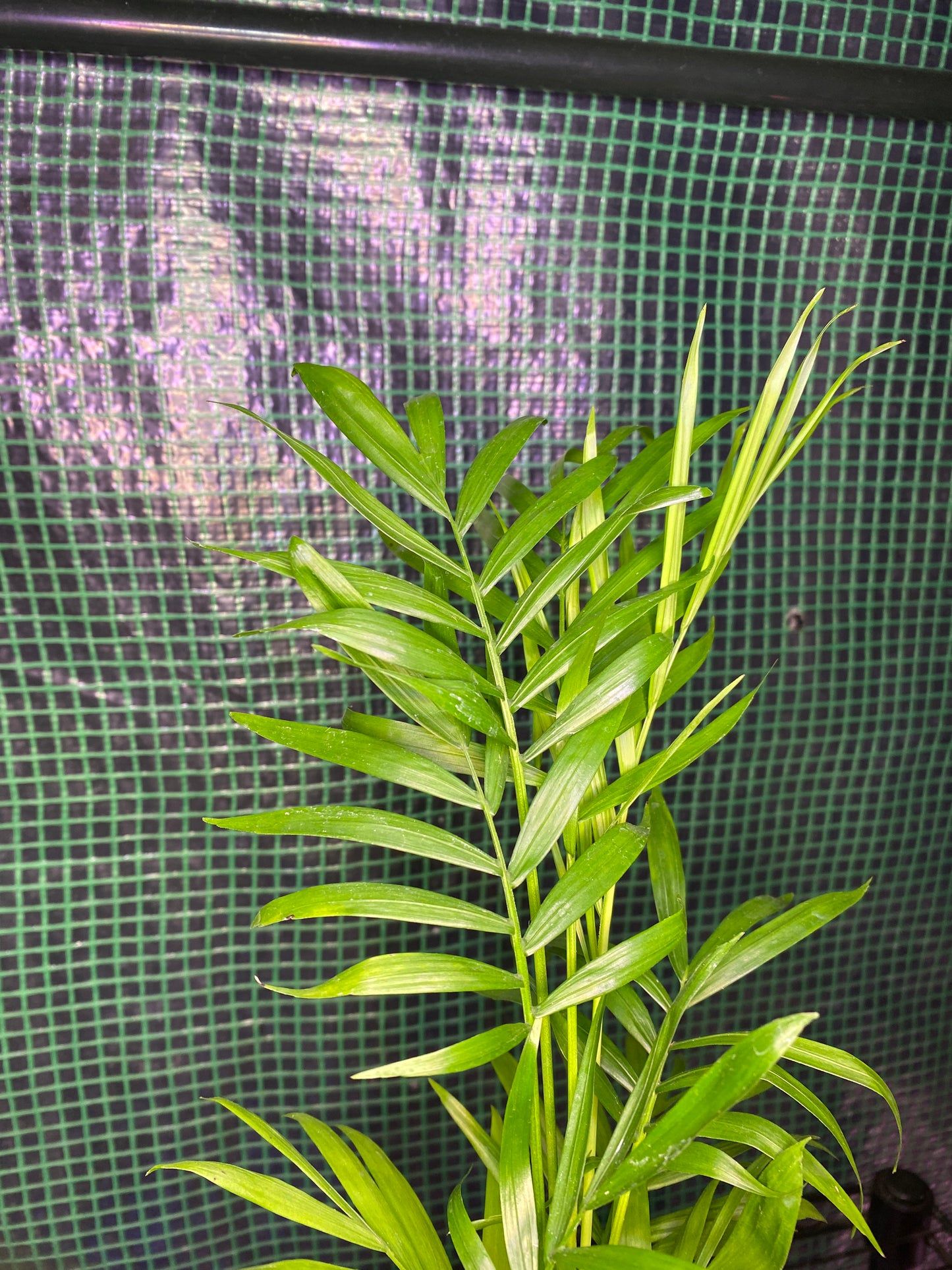 4” Neanthe Bella Palm, Parlor Palm