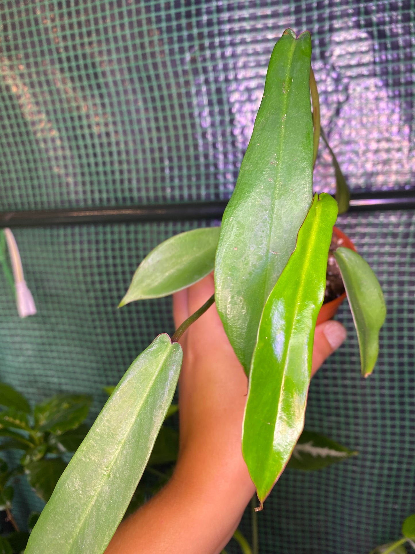 Philodendron Joepii