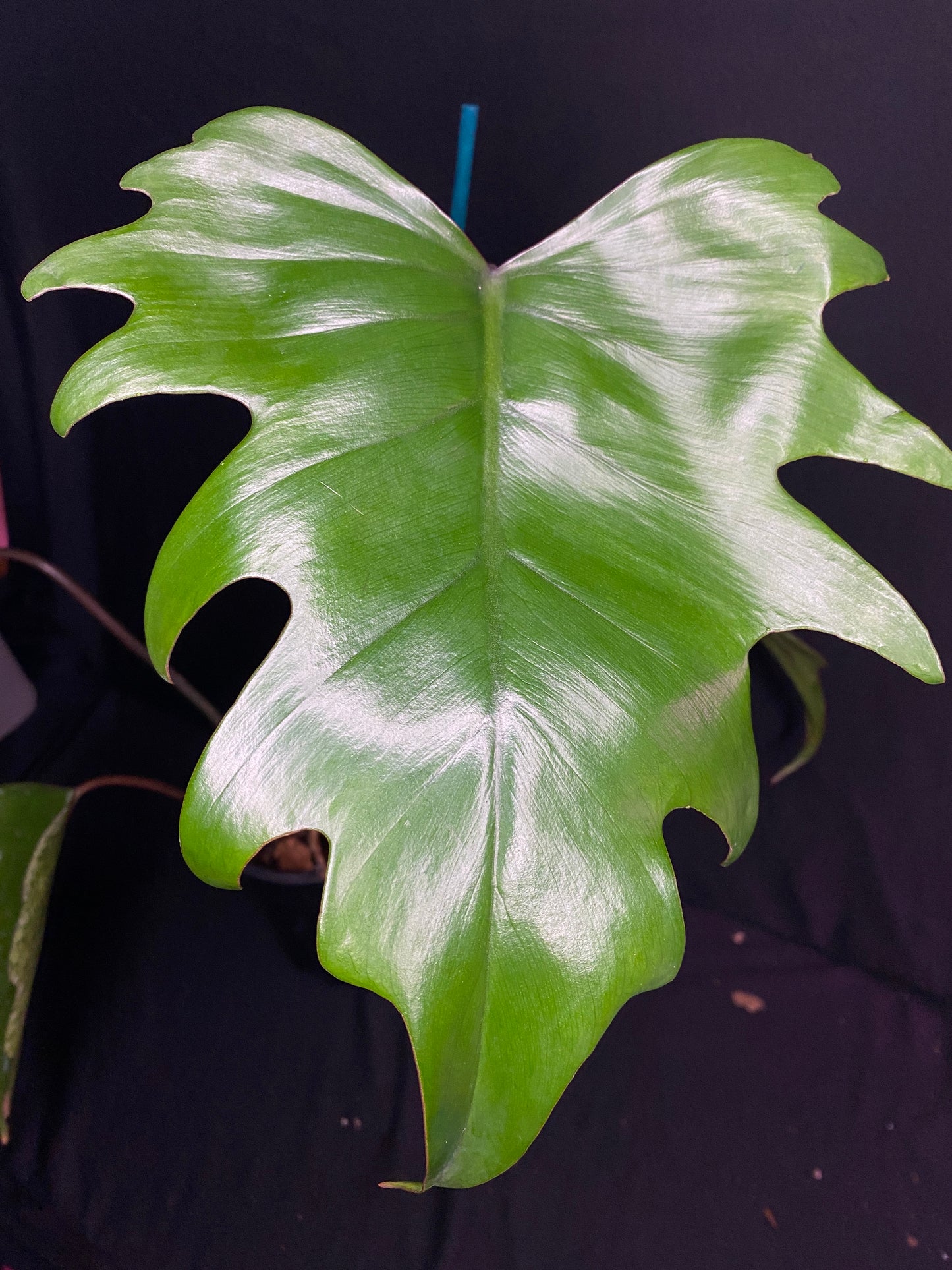 5” Philodendron ‘Mayoi’