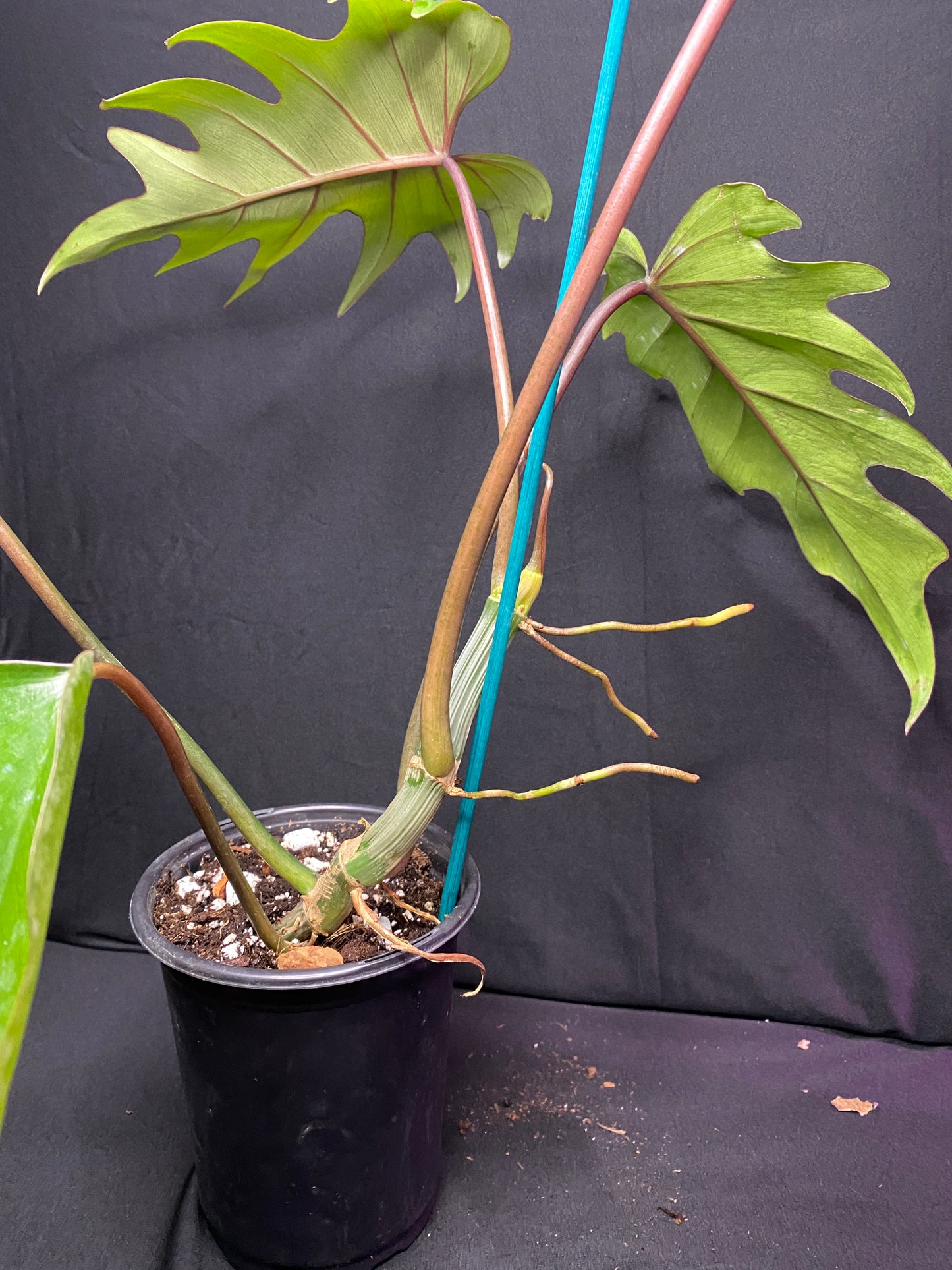 5” Philodendron ‘Mayoi’