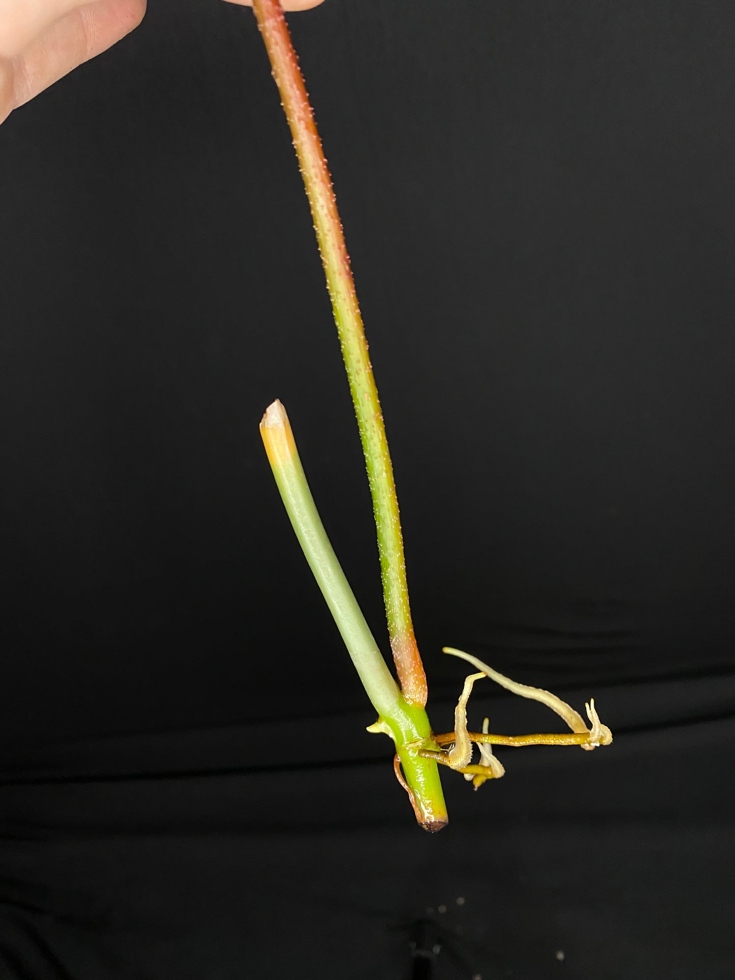 Philodendron ‘Florida Beauty’ MID Cut