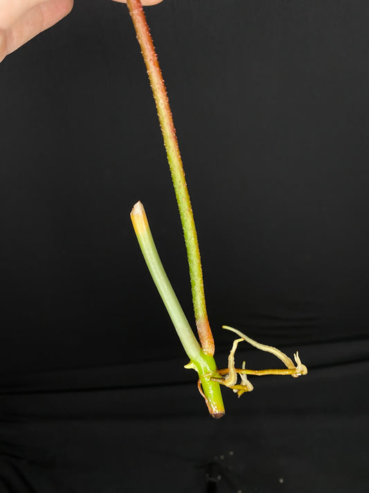 Philodendron ‘Florida Beauty’ MID Cut