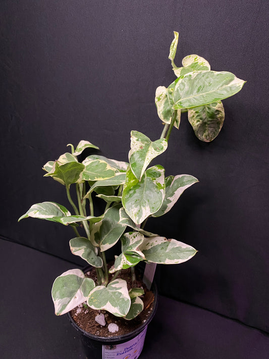 4” Pearls & Jade Pothos