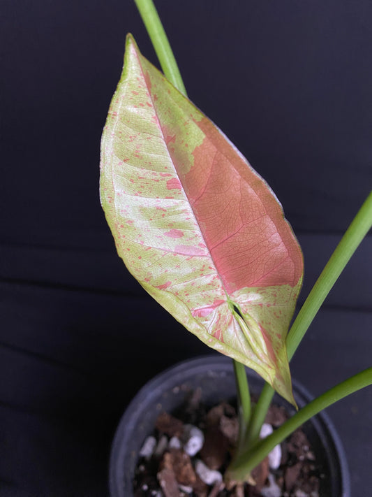 4.5” ‘Syngonium ‘Confetti’