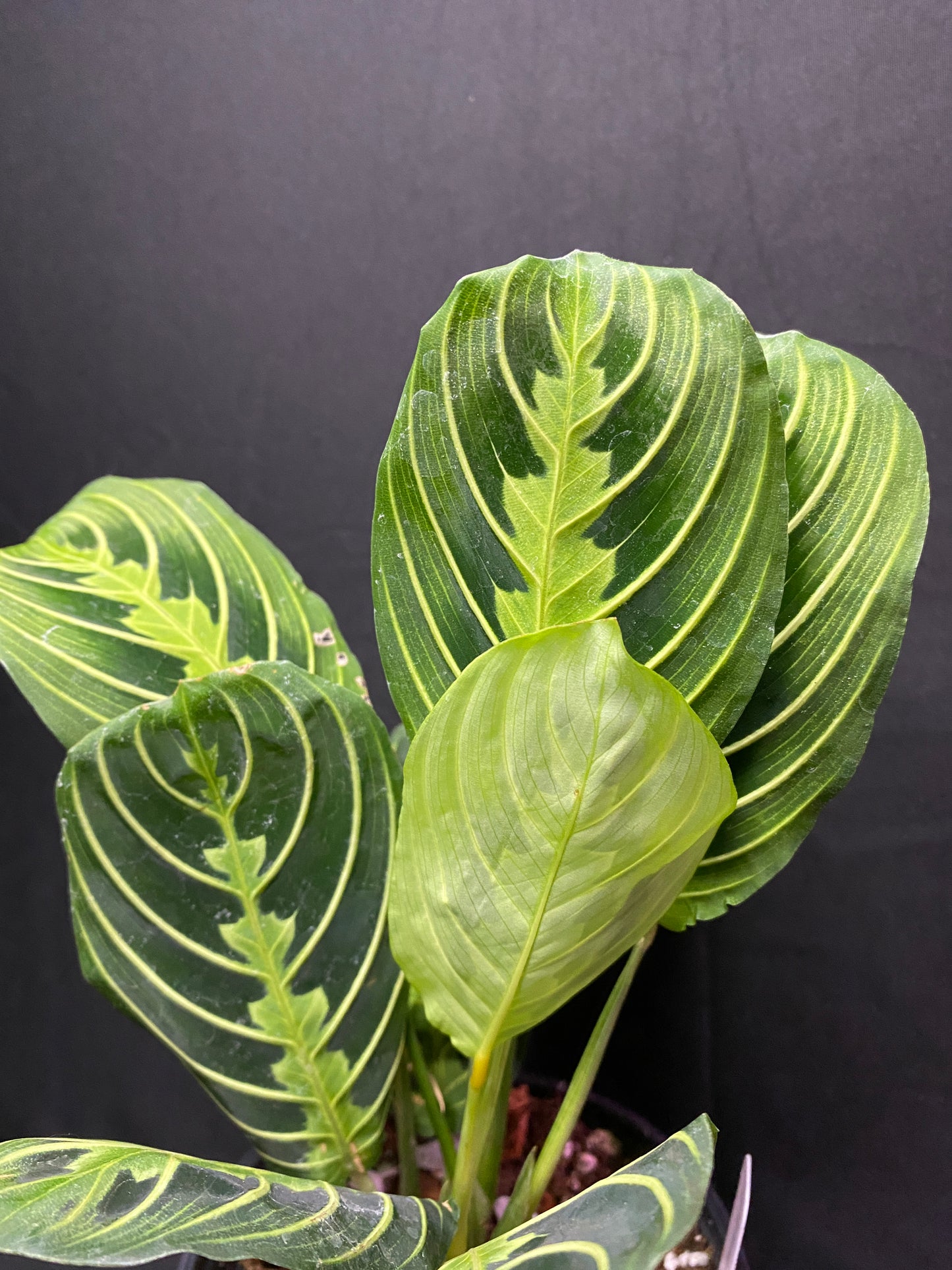 4” Lemon Lime Prayer Plant