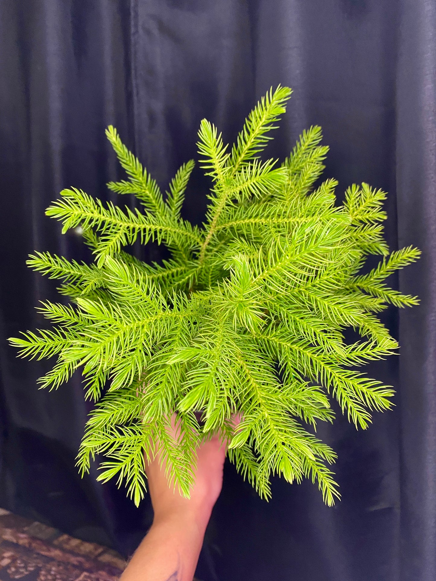 Norfolk Island Pine 4”