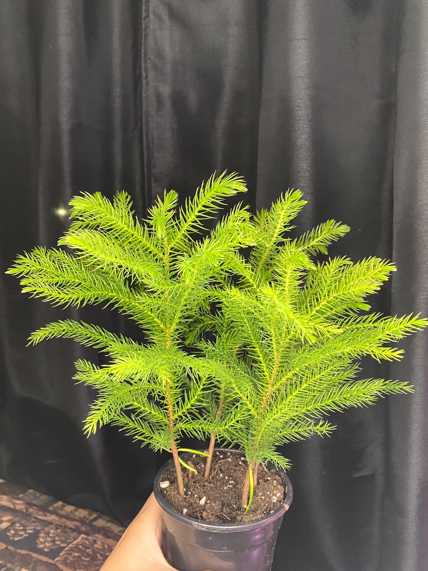 Norfolk Island Pine 4”