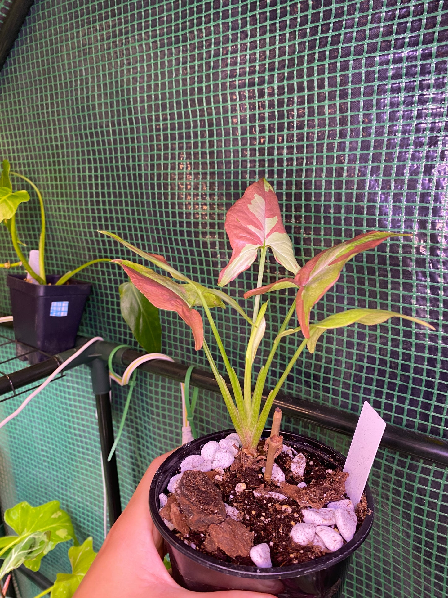 Syngonium Orm Nagpum ‘Pink Salmon’