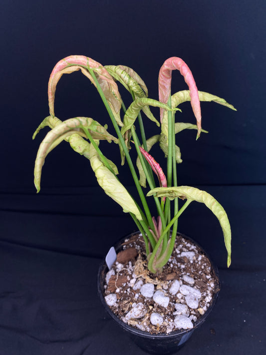 4” Syngonium ‘Pink Rolli’