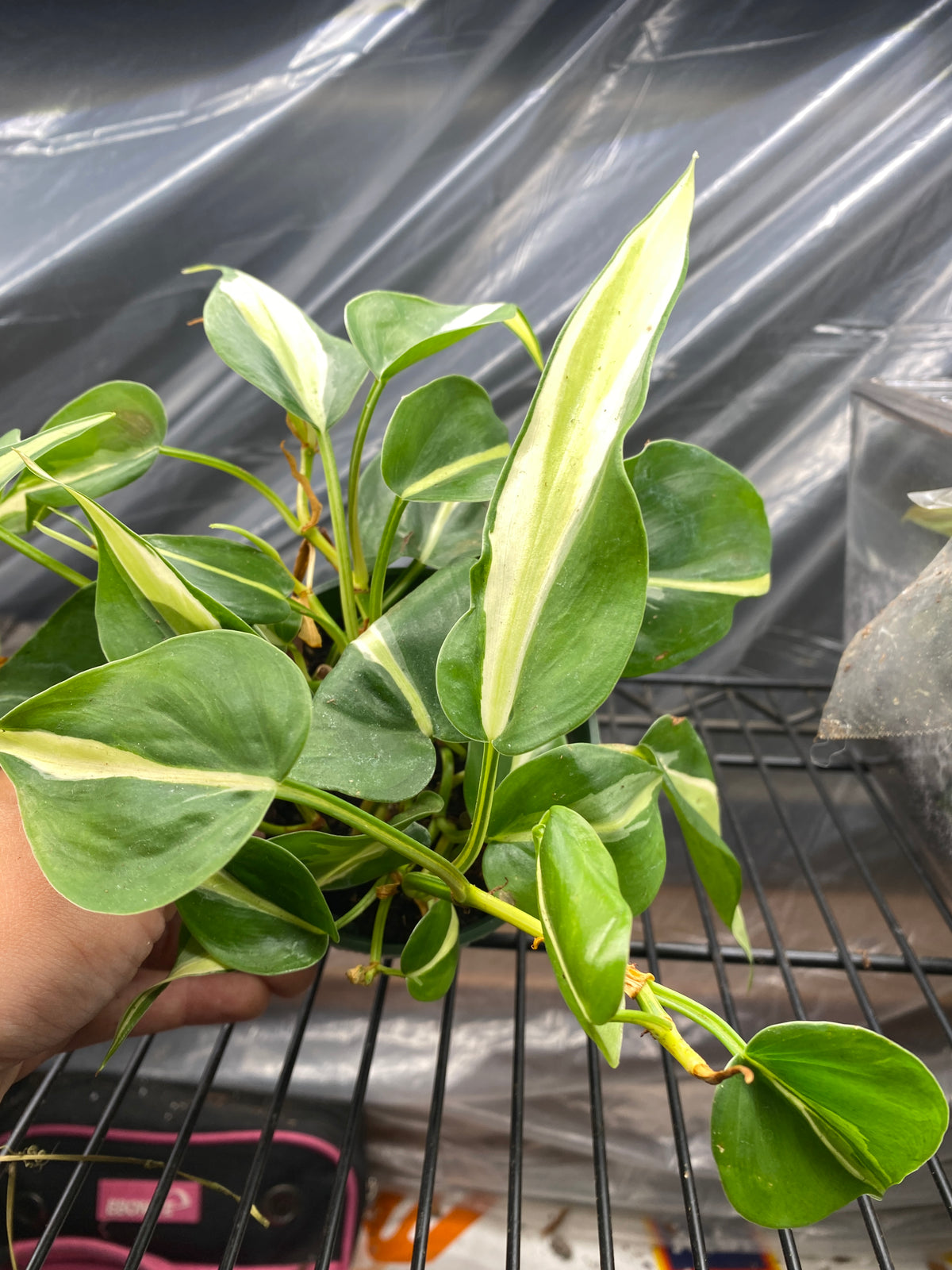 4” Silver Stripe Philodendron