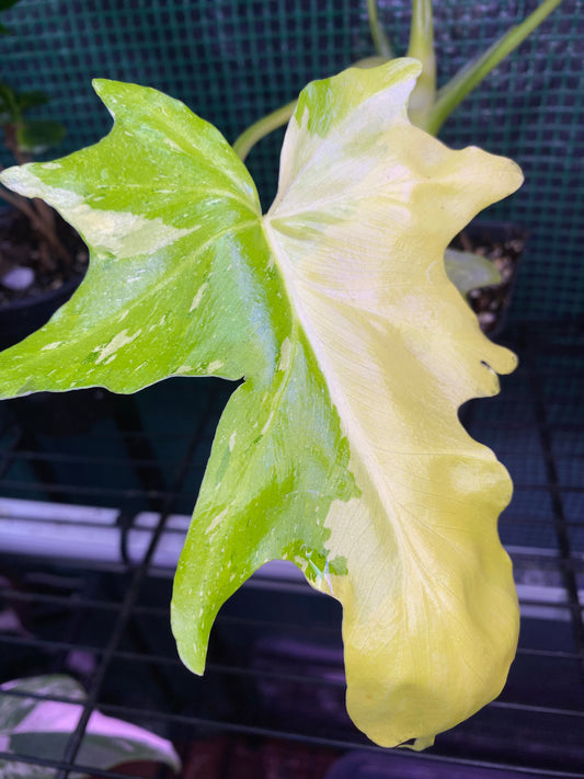 4.5” Variegated Warscewiczii Aurea Flavum Philodendron
