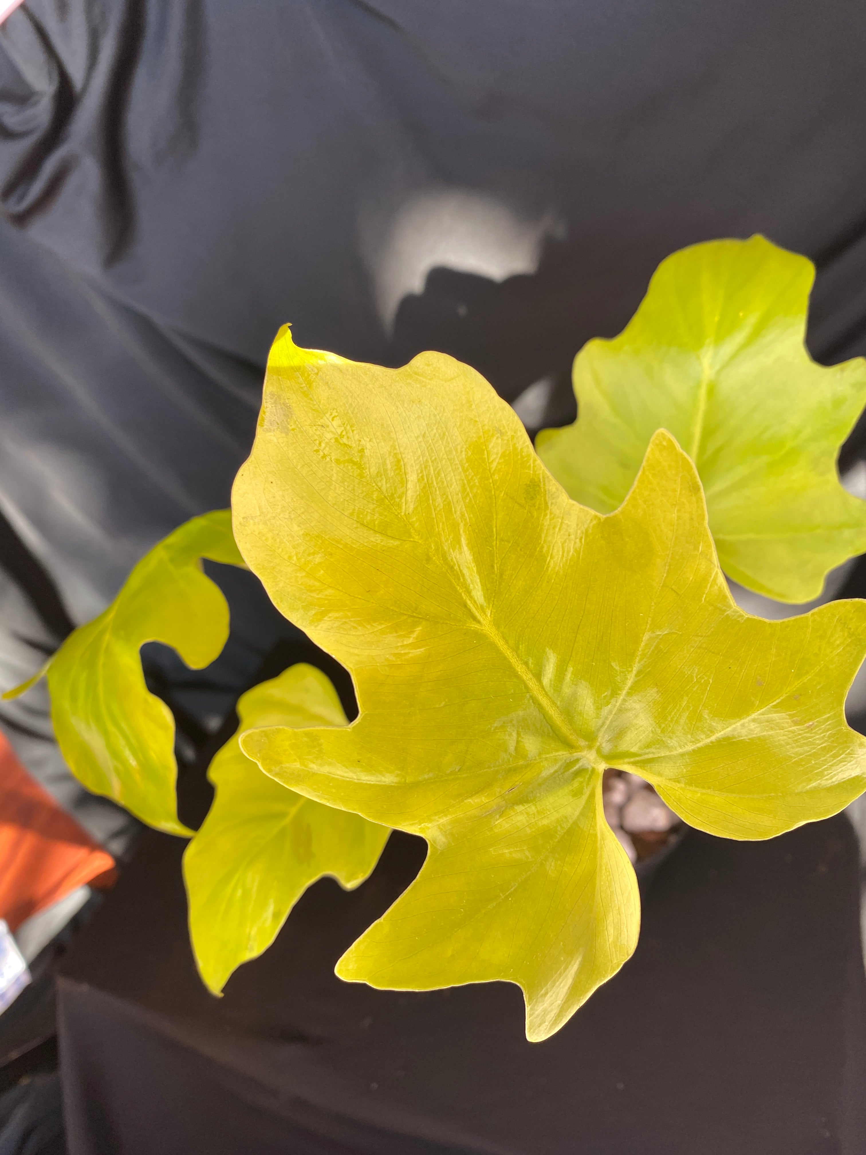 Philodendron 'Warscewiczii Aurea Flavum' 4” – Back To My Roots