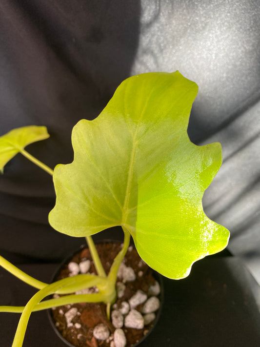 Philodendron ‘Warscewiczii Aurea Flavum’ 4”