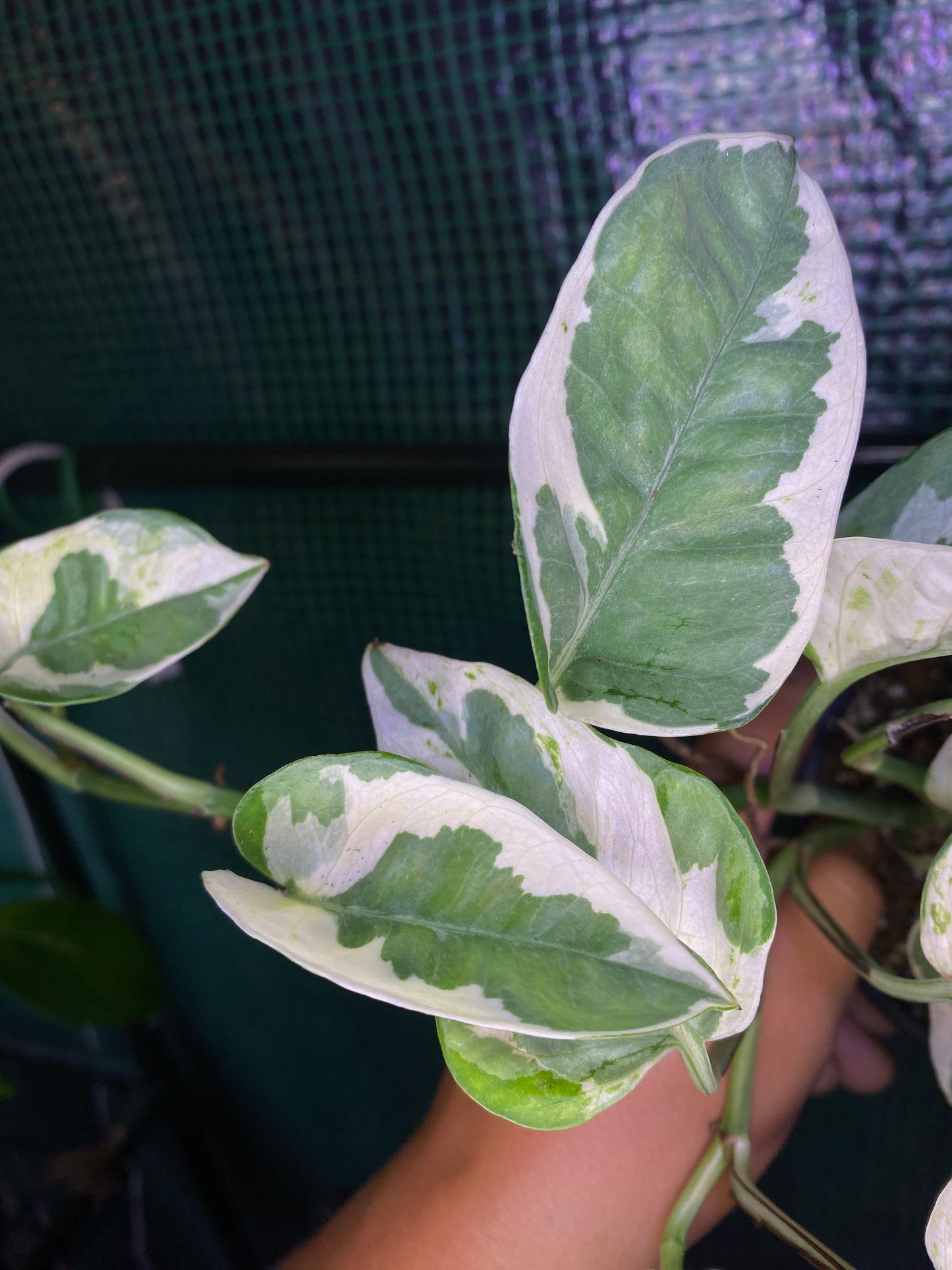 4” Pothos Pearls + Jade