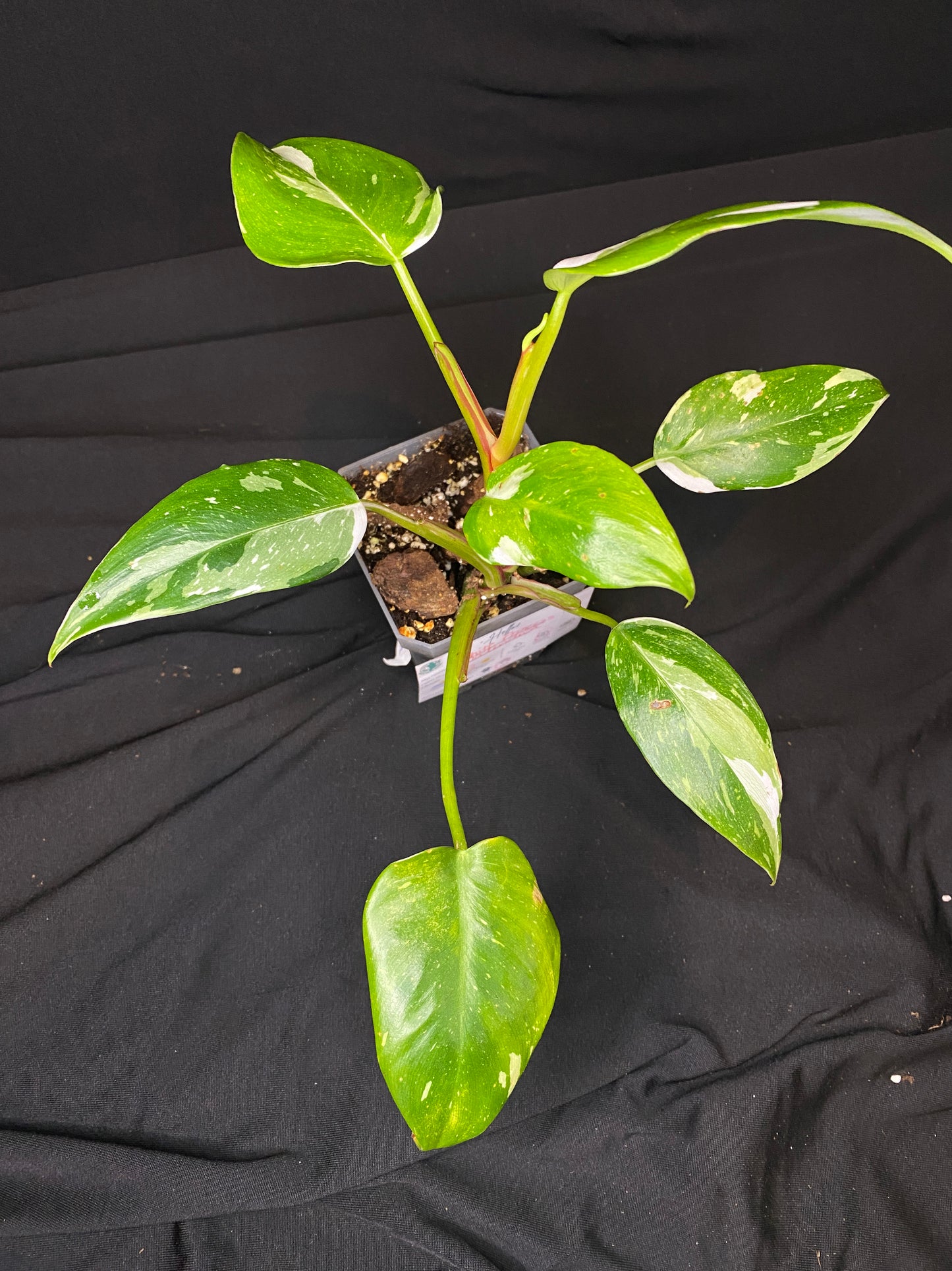 3” Philodendron White Princess